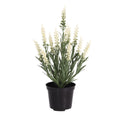 Kunstplant lavendel wit 30cm UV in kweekpot 10cm
