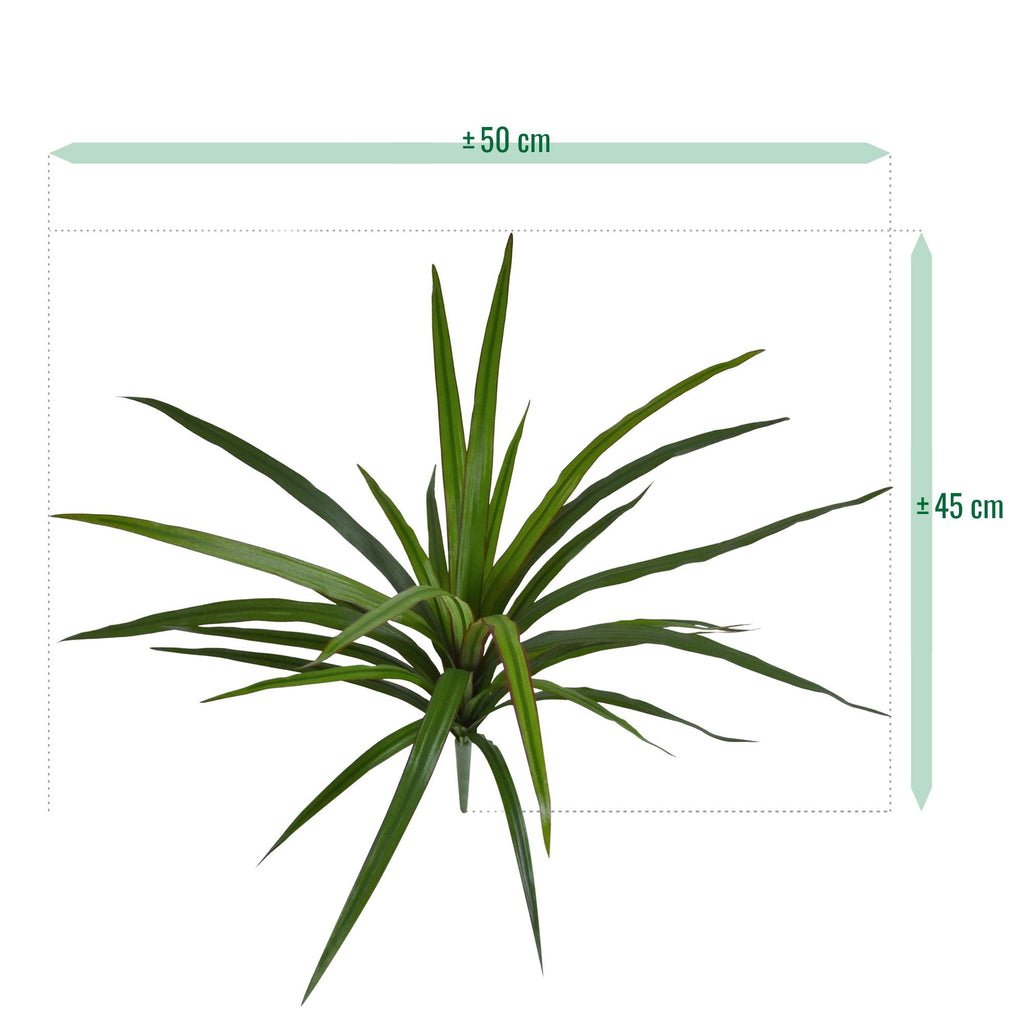 Draceana Marginata Kunstplant 40cm