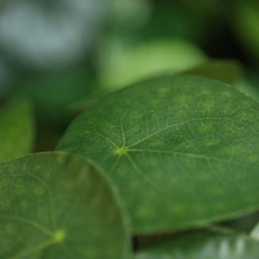 Pannenkoek Kunstplant 30cm