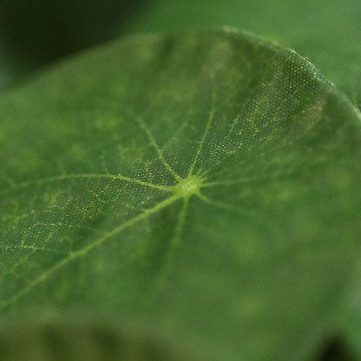 Pannenkoek Kunstplant 30cm