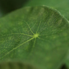 Pannenkoek Kunstplant 30cm