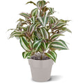 Tradescantia Zebrina kunstplant 40cm met kweekpotje
