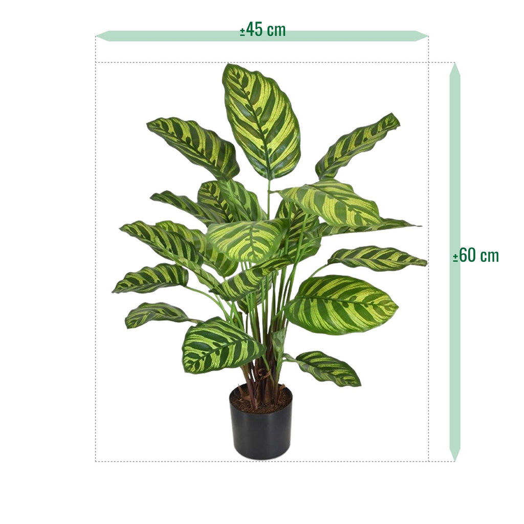 Calathea Makoyana kunstplant 60cm