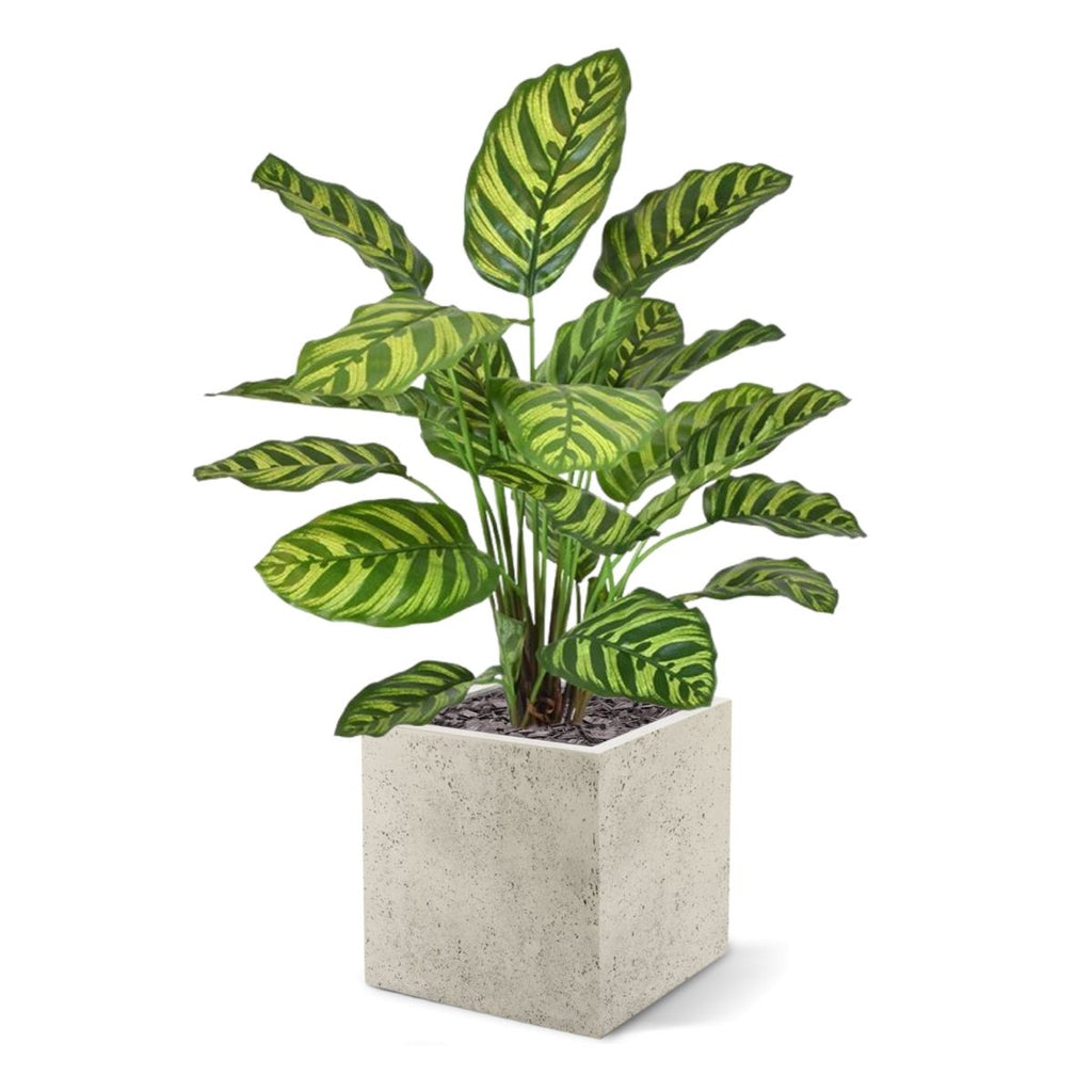 Calathea Makoyana kunstplant 60cm