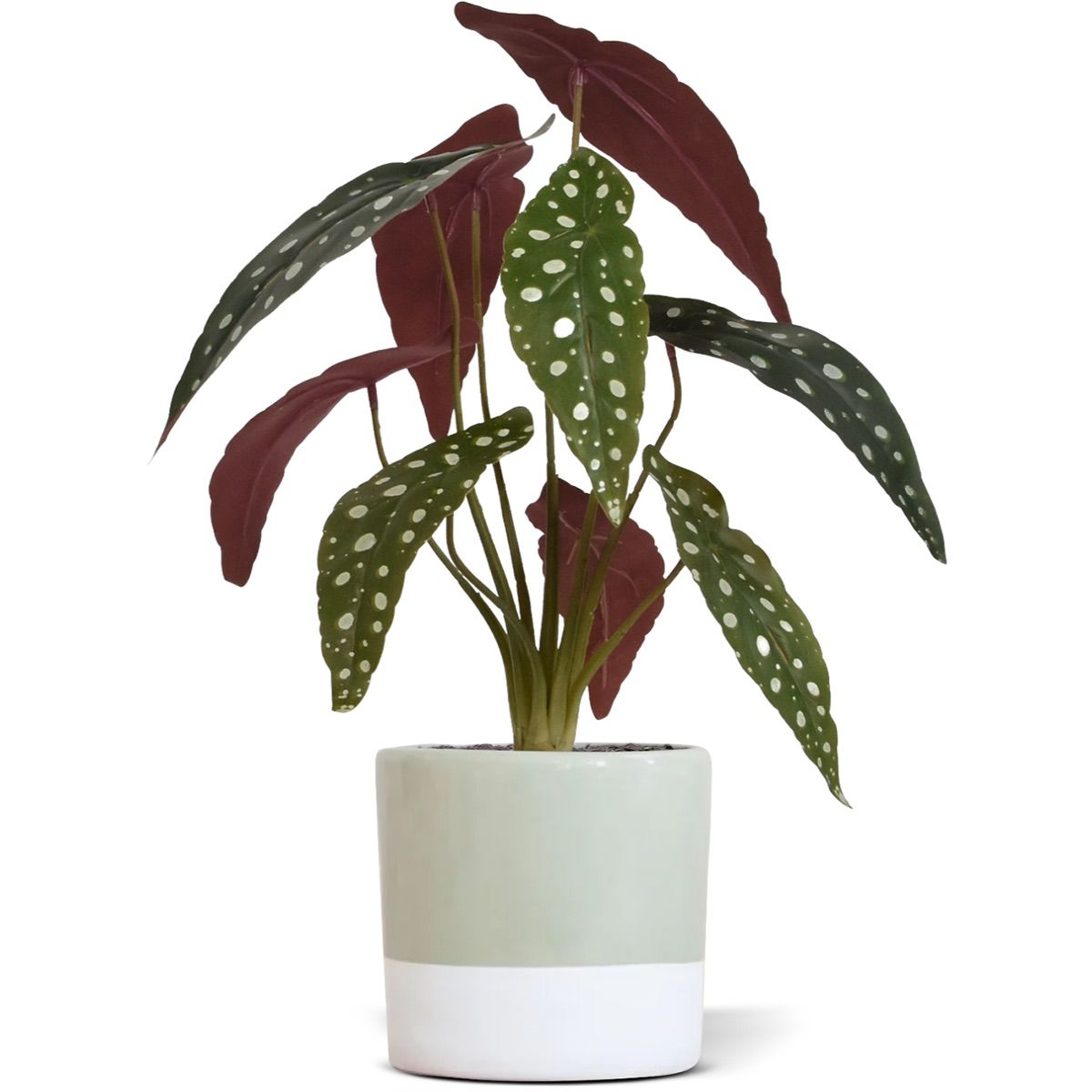 Begonia Maculata kunstplant 35cm