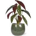 Begonia Maculata kunstplant 35cm