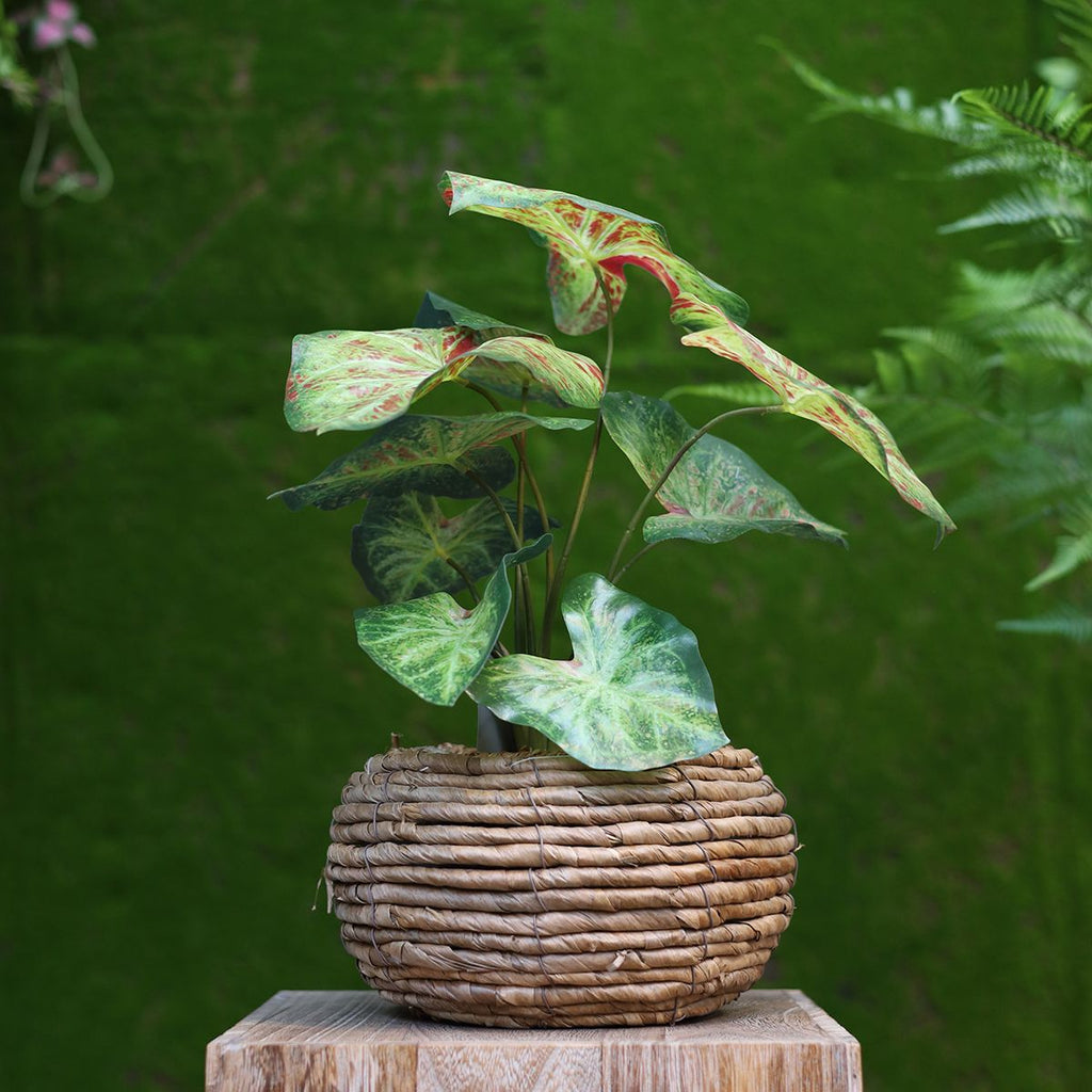 Caladium raspberry kunstplant 40cm zonder kweekpotje