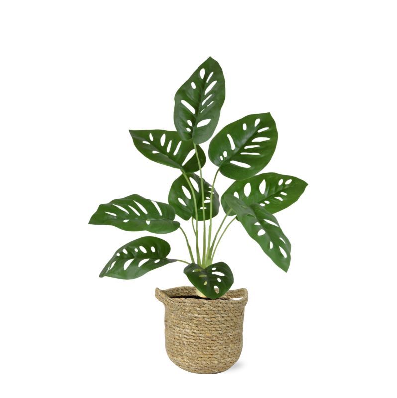 Monstera Adonsonii kunstplant 40cm in pot