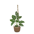 Monstera Adonsonii kunstplant 40cm in pot