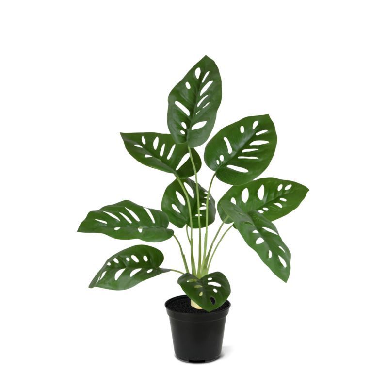 Monstera Adonsonii kunstplant 40cm in pot