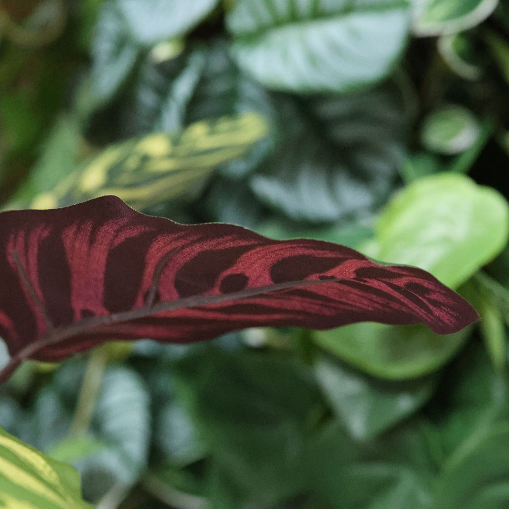Red Calathea Makoyana FR Kunstplant 60cm