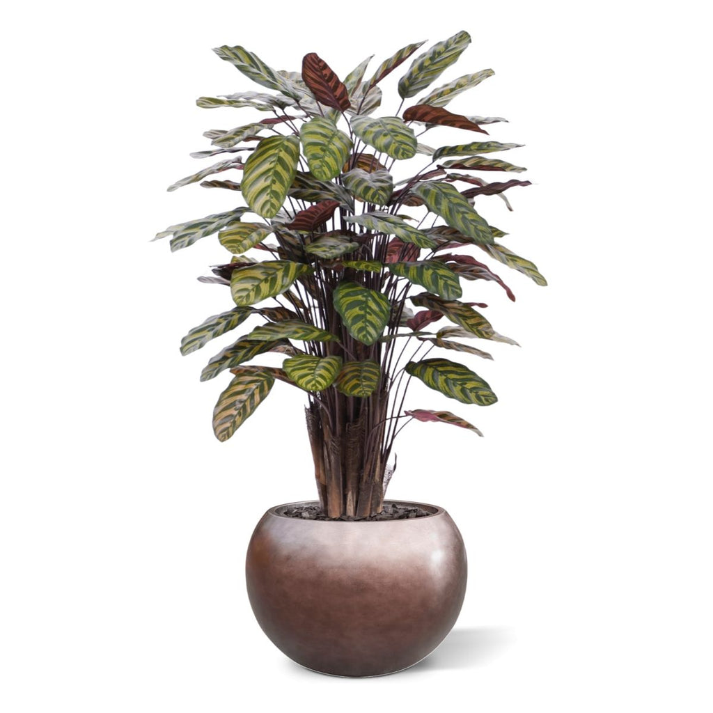 Red Calathea Makoyana kunstplant Deluxe 115cm