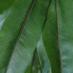 Asplenium Antiquum Kunstvaren 40cm