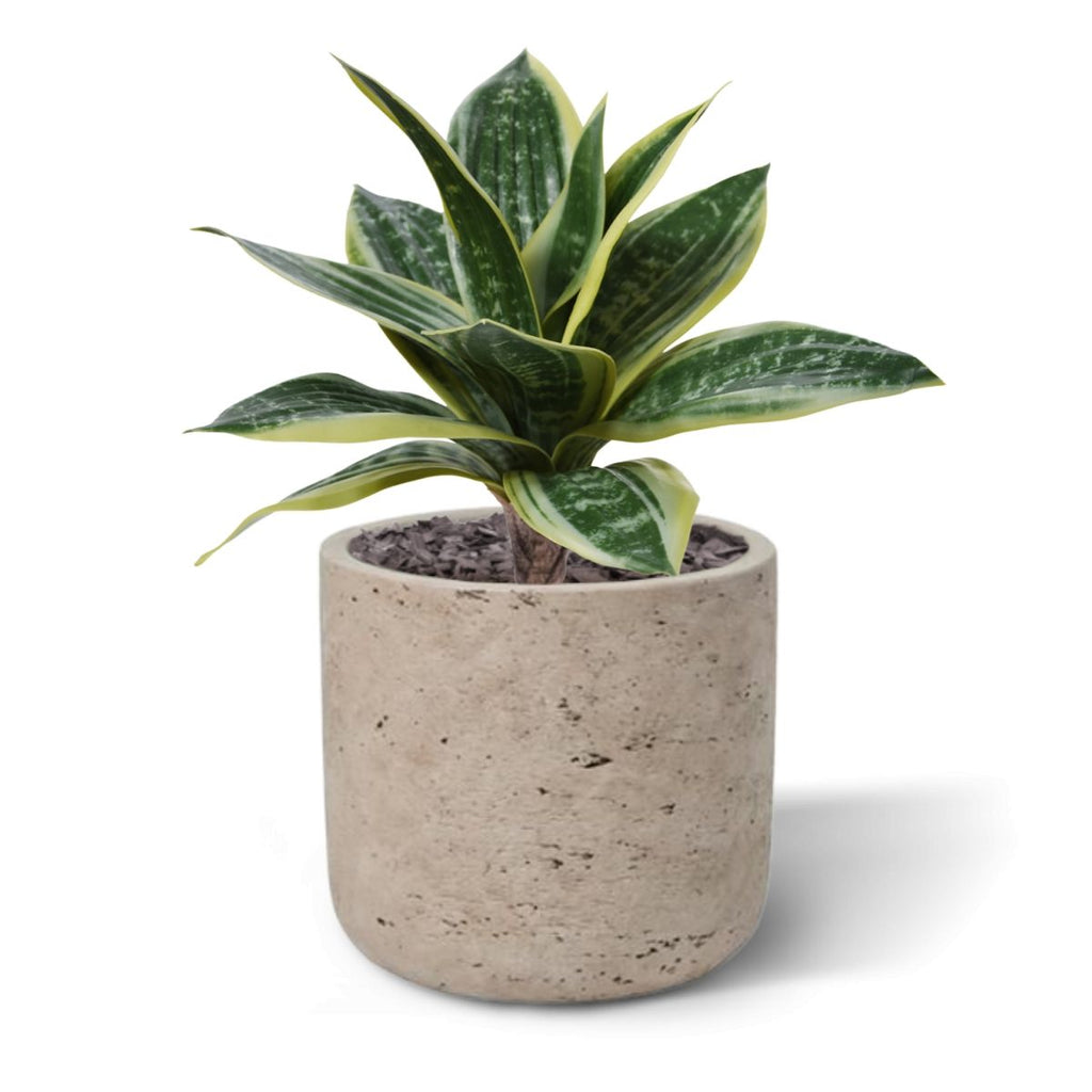 Sanseveria Kunstplant 25cm bont
