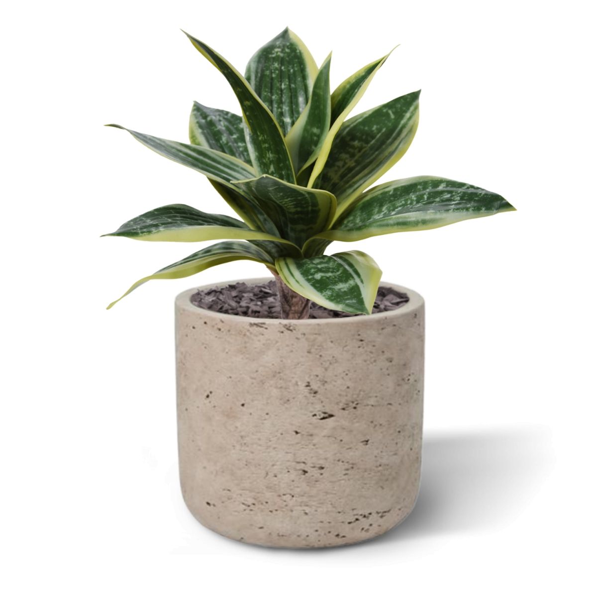 Sanseveria Kunstplant 25cm bont