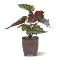 Begonia Rex kunstplant groen rood 20cm