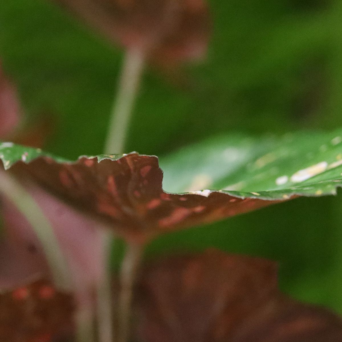 Begonia Rex kunstplant groen rood 20cm