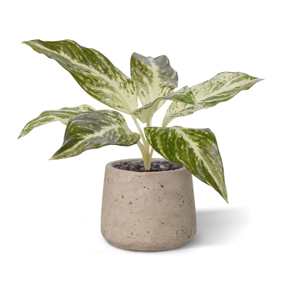 Dieffenbachia Vesuvius kunstplant 35cm