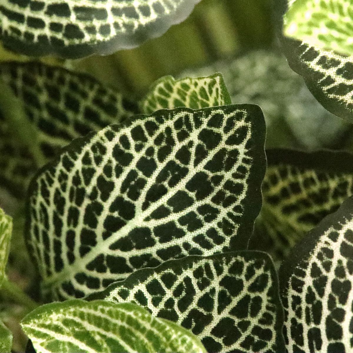 Fittonia Mont Blanc kunstplant 50cm