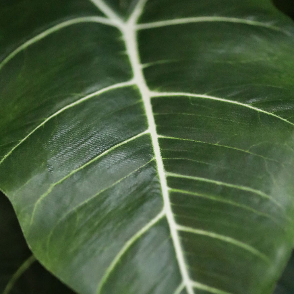 Alocasia Frydek Kunstplant 60cm Groen