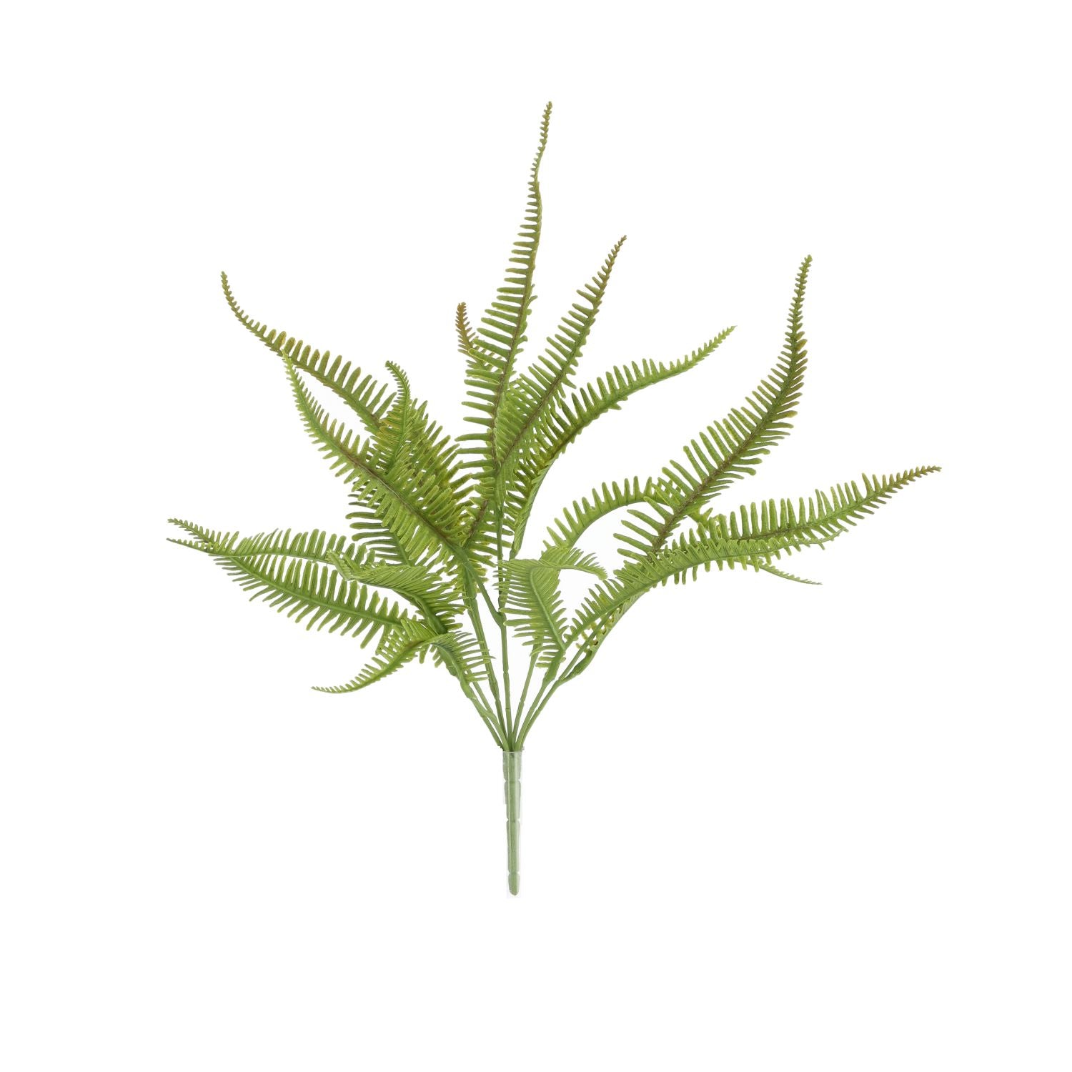 Sticherus Lobatus Kunst Varen 35cm