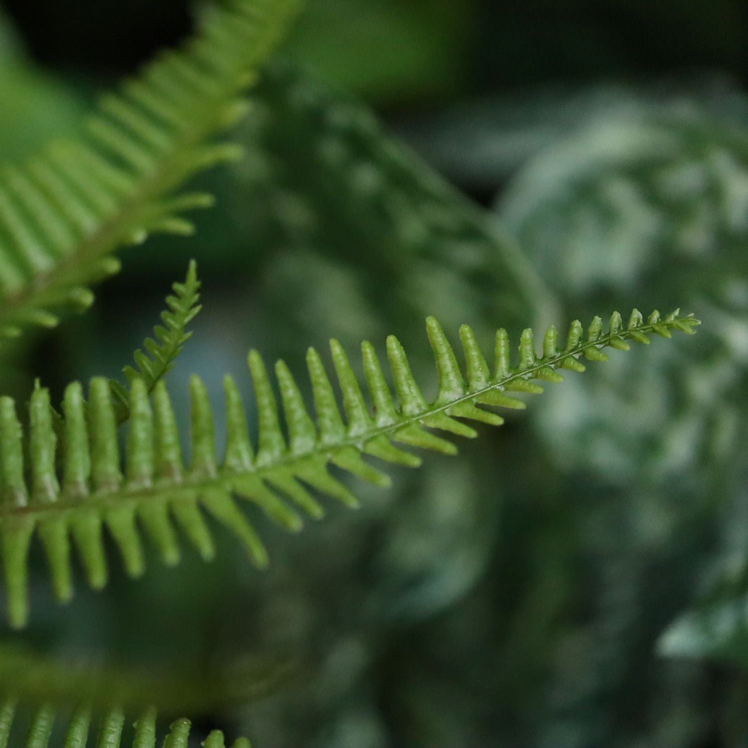 Sticherus Lobatus Kunst Varen 35cm