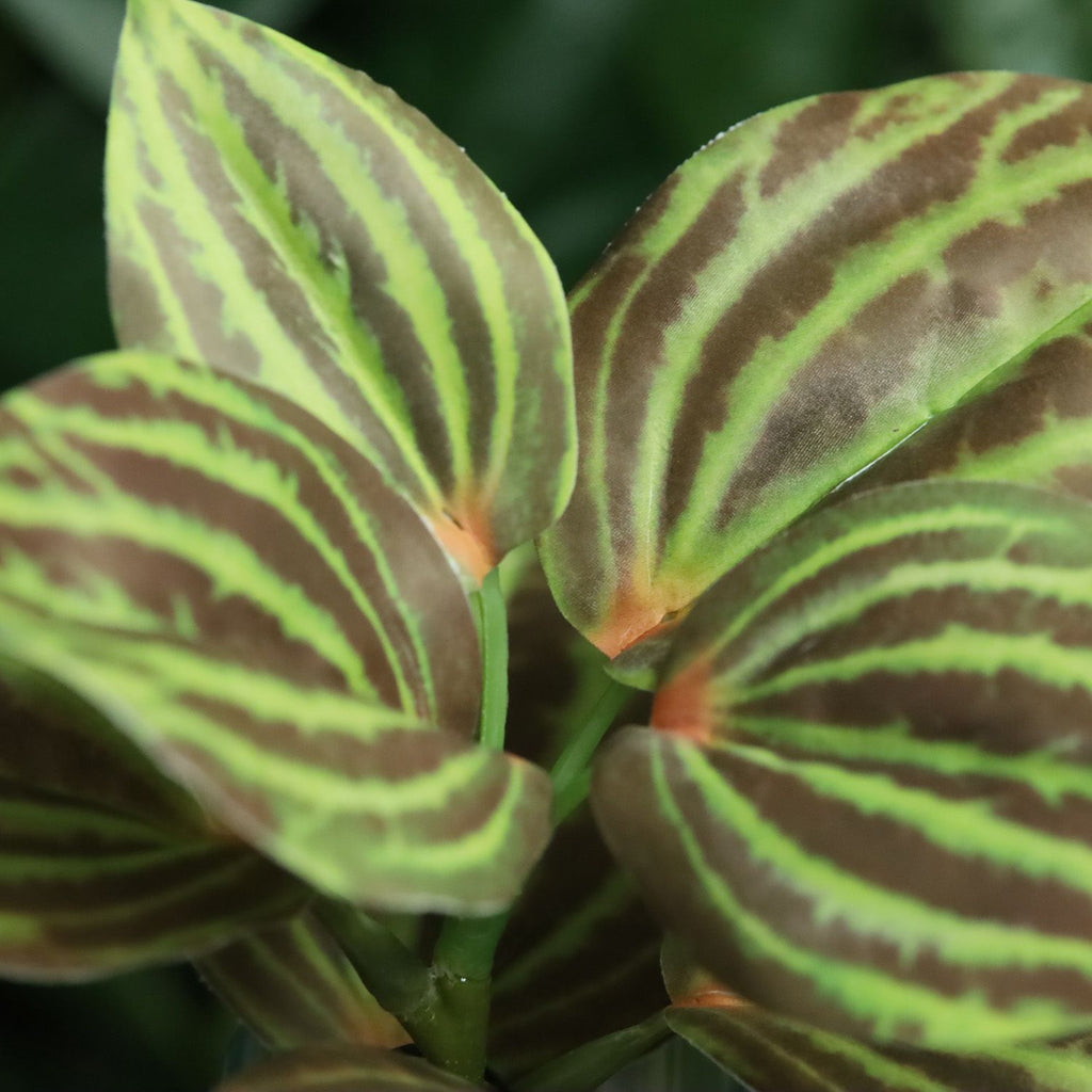 Peperomia Kunstplant groen/bruin 25cm