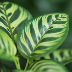 Calathea Makoyana Kunstplant 25cm bont