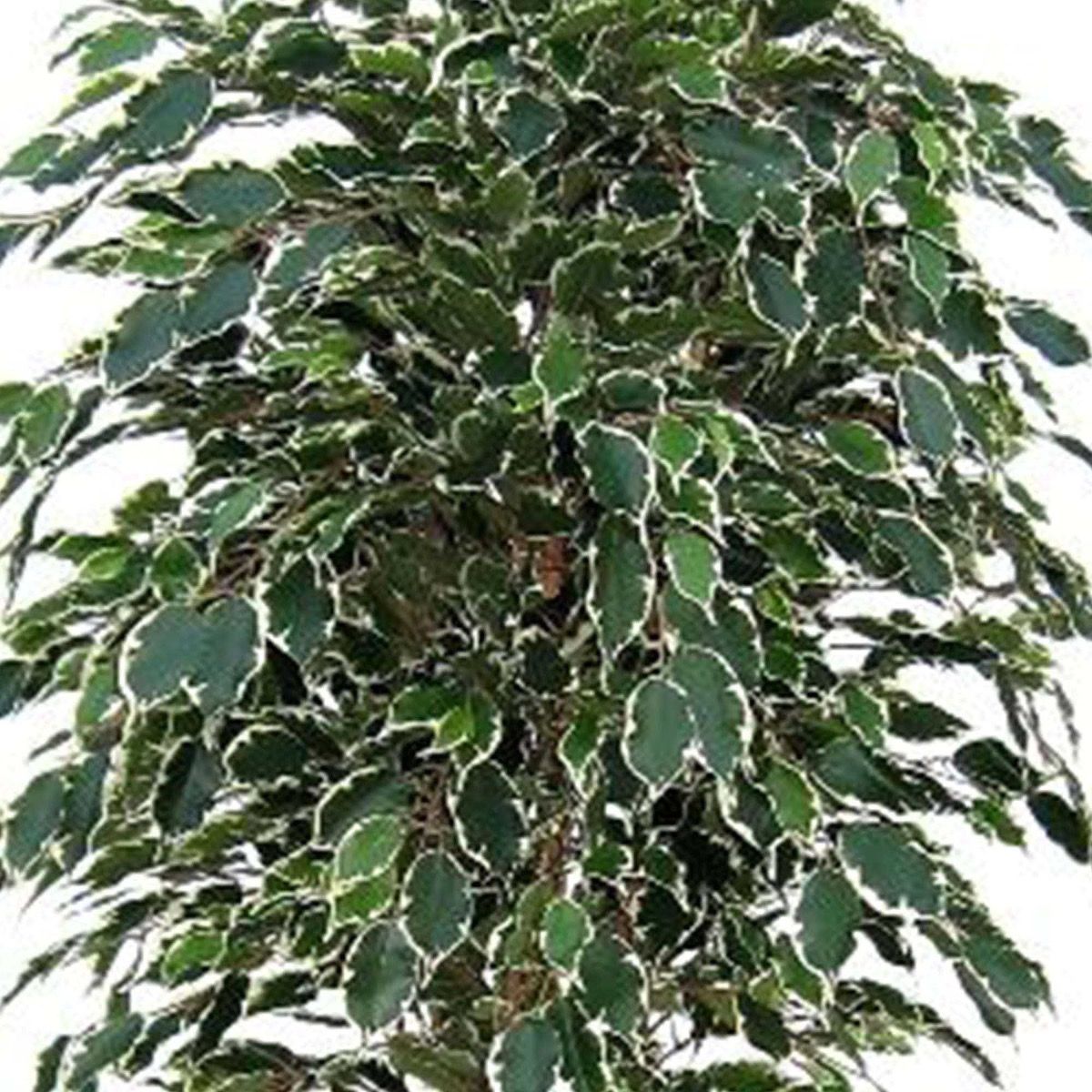 Ficus Exotica deluxe kunstboom 150cm - bont