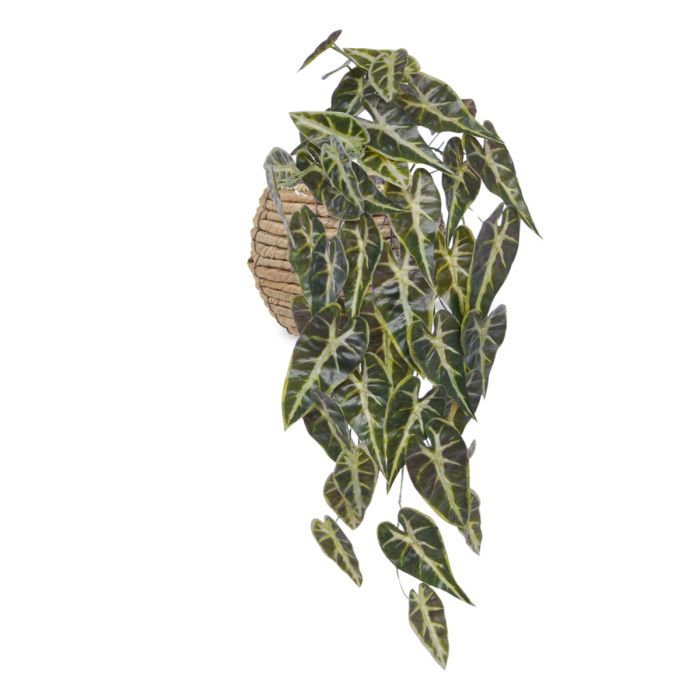 Alocasia Kunsthanger Frydek bont 60cm