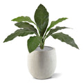 Anthurium Jungle King kunstplant 60cm