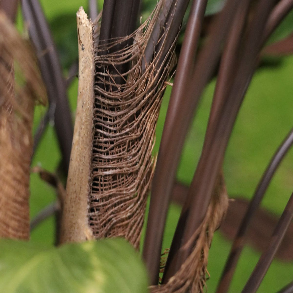 Calathea Roseopicta kunstplant Deluxe 125cm rood