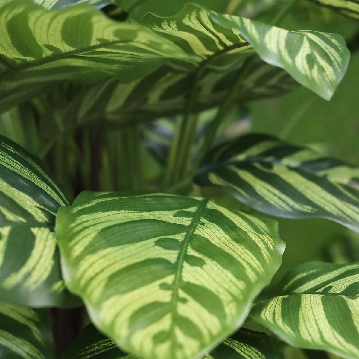 Calathea Makoyana kunstplant Deluxe 115cm