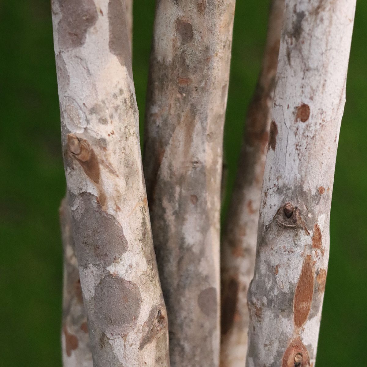 Elastica Robusta kunstplant 170cm groen