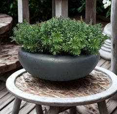 Crossostephium Branch 45 cm UV