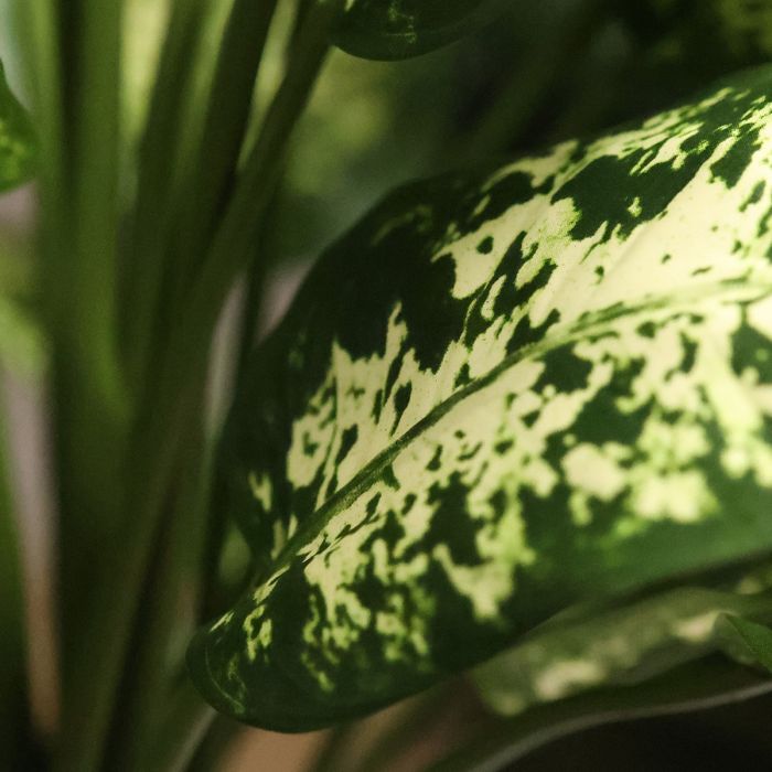 Dieffenbachia Kunstplant Deluxe 60cm in pot