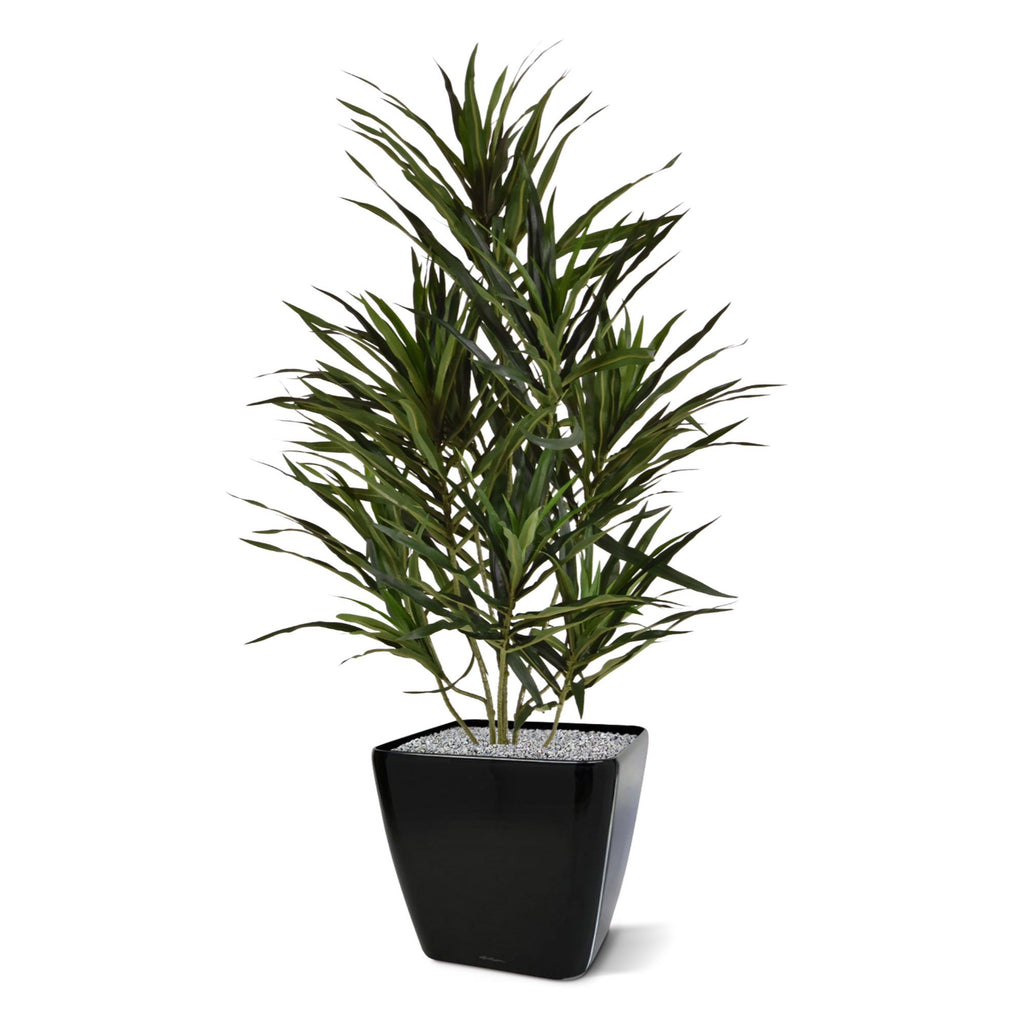 Draceana Reflexa Anita kunstplant 70cm