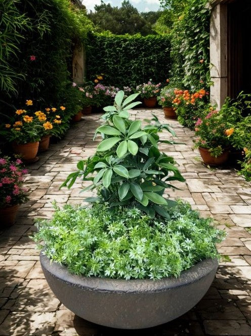 Artshrub Eucalyptus 30 UV