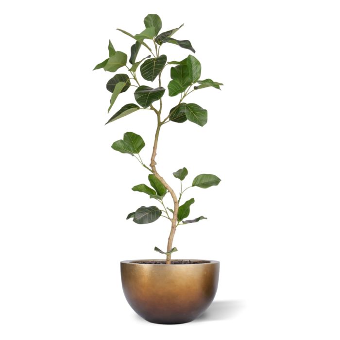 Ficus Audrey Kunstplant RT 120cm