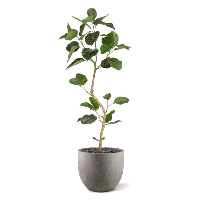 Ficus Audrey Kunstplant RT 120cm