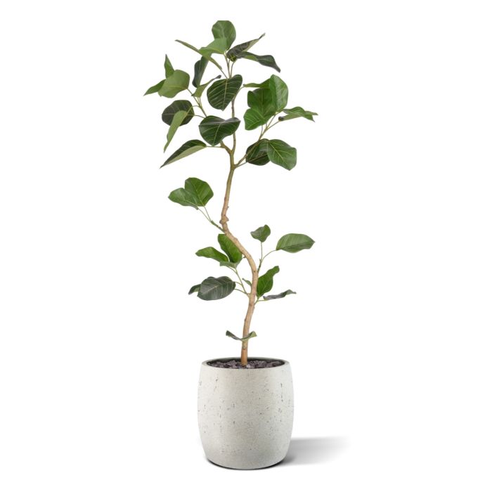 Ficus Audrey Kunstplant RT 120cm