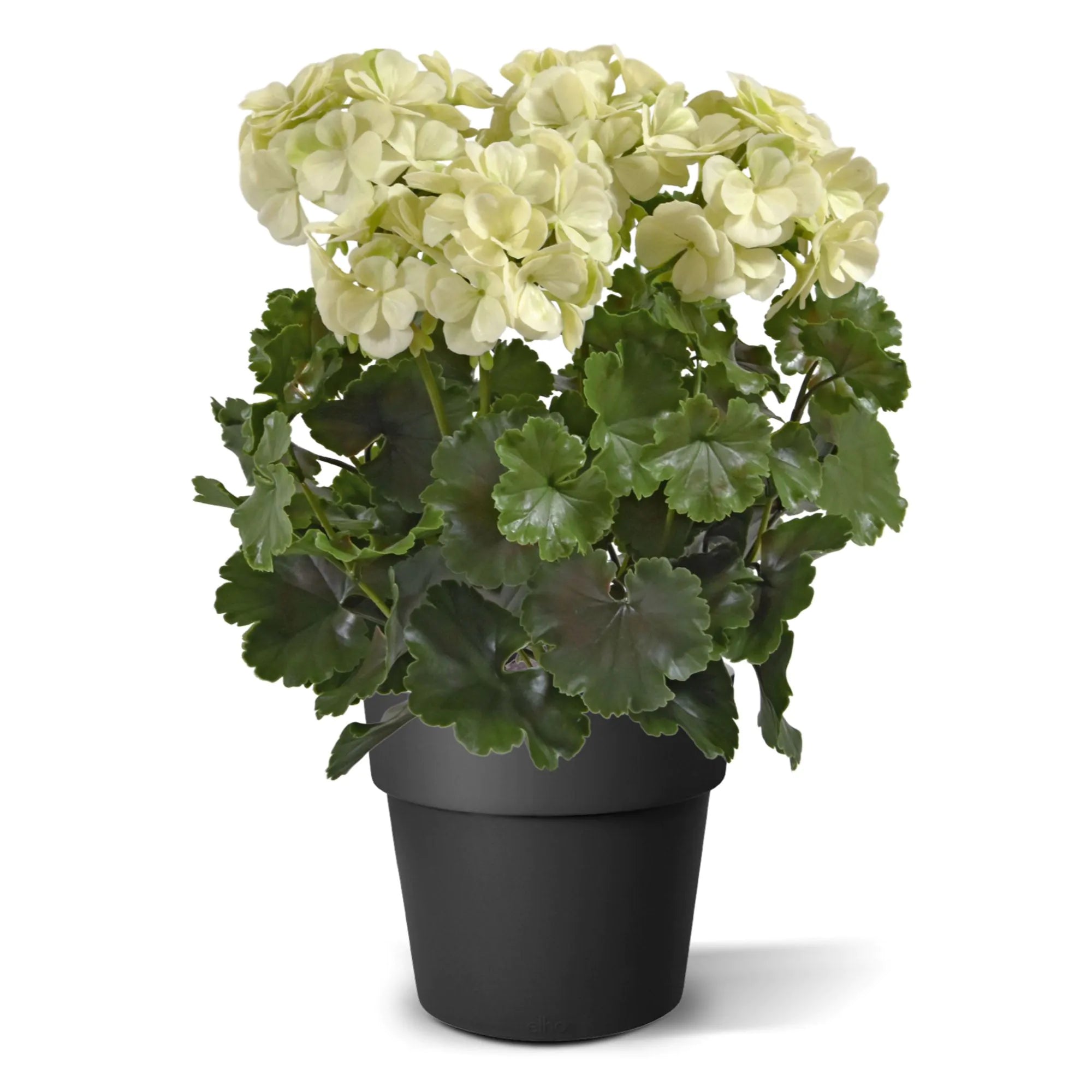 Extra grote witte, UV-bestendige kunstmatige geranium voor buiten, UV-bestendig.