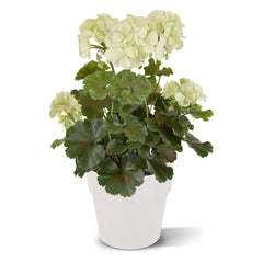 Geranium kunstboeket 38 cm wit UV