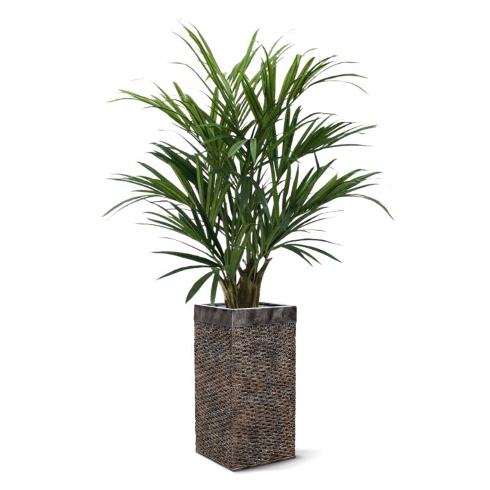 Kentia deluxe kunstpalm XL 140cm