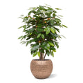Coffee Arabica kunstplant 100cm