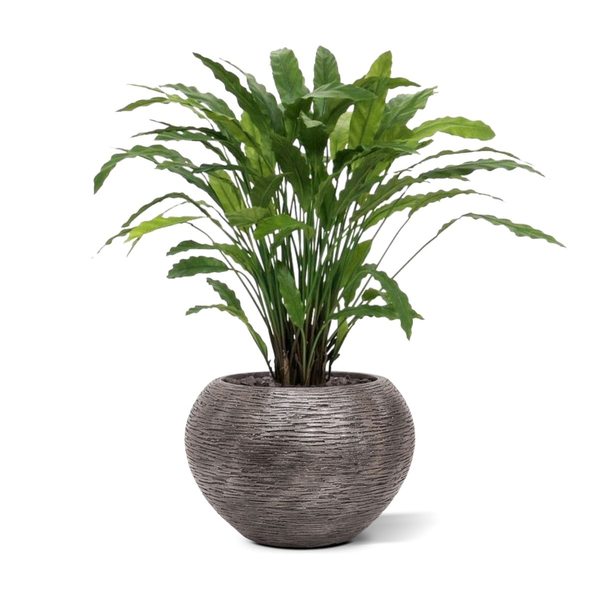 Calathea kunstplant 85cm - groen