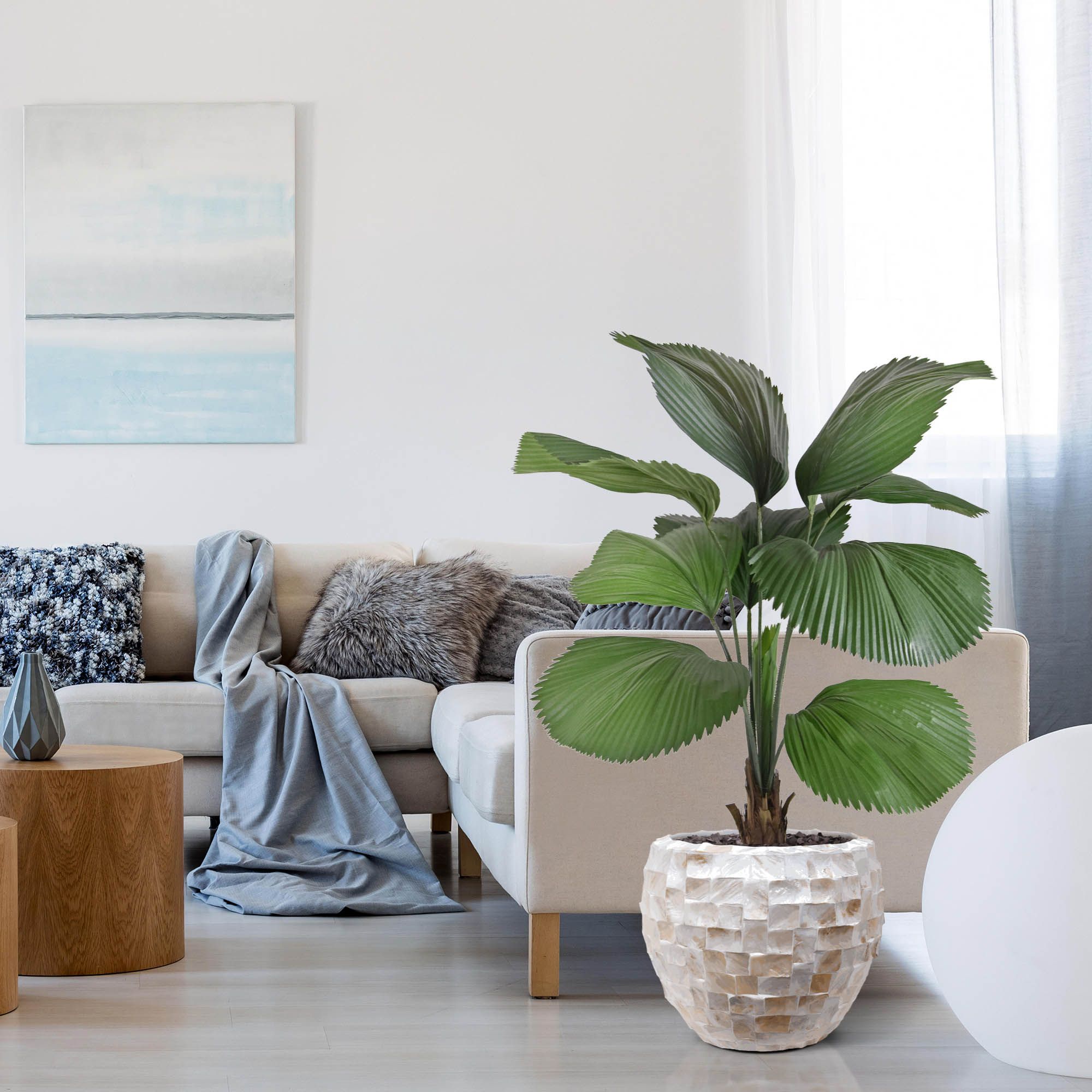Licuala kunstpalm 115cm