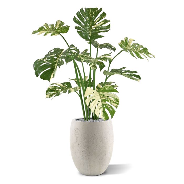 Monstera Deliciosa kunstplant 110m - groenbont