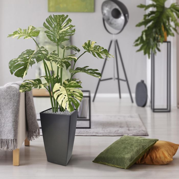Monstera Deliciosa kunstplant 110m - groenbont