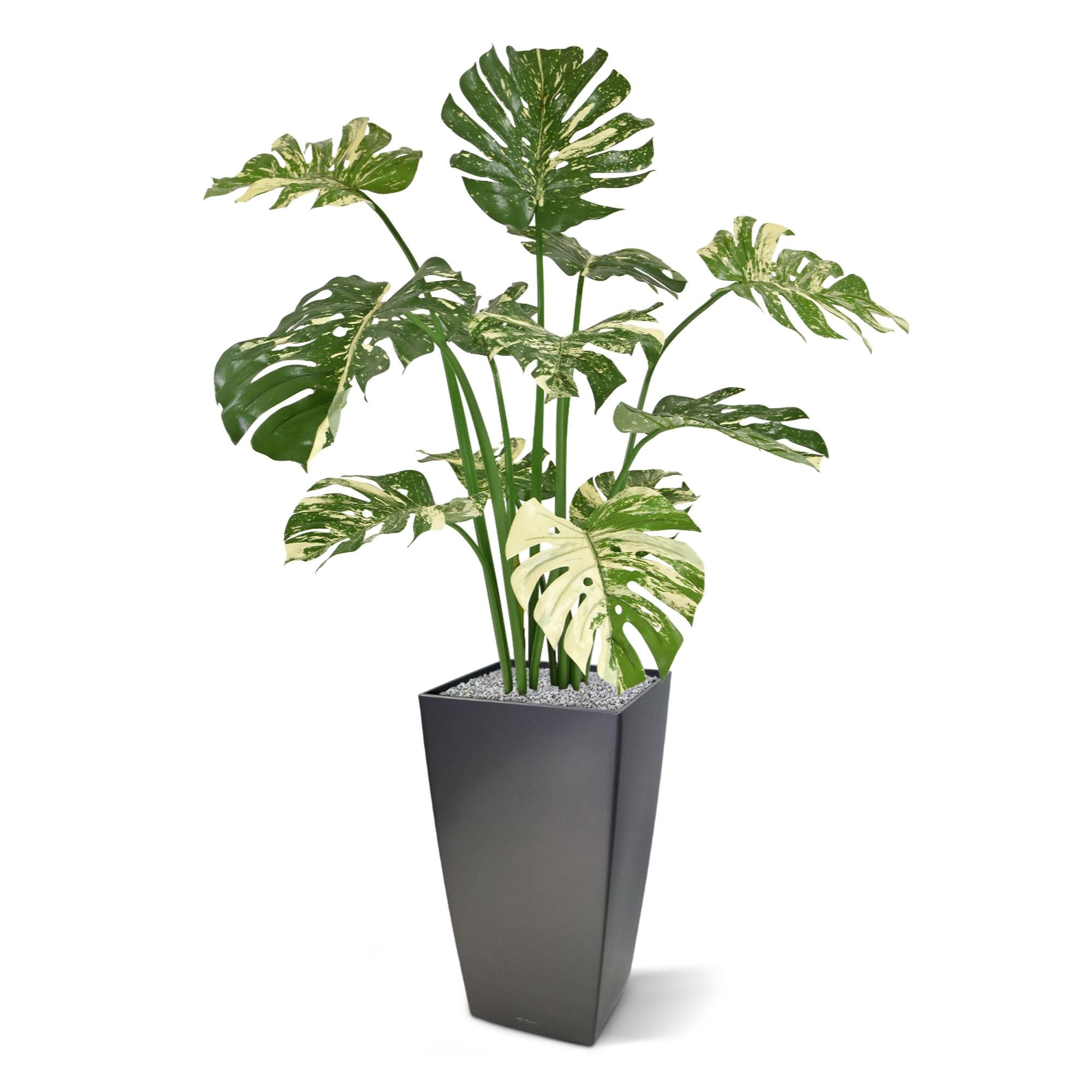Monstera Deliciosa kunstplant 110m - groen/bont